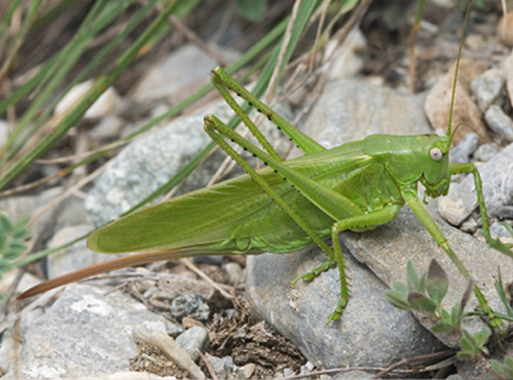 Tettigonia caudata